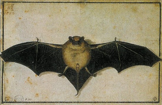 Chauve-souris